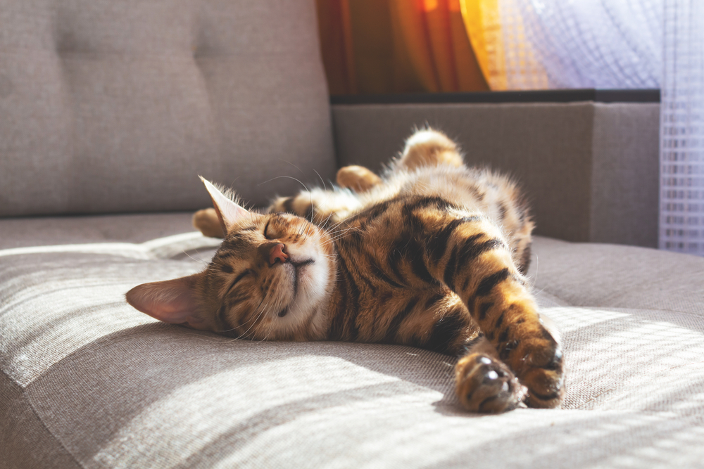 Pet Insurance: Can I Claim Straight Away?