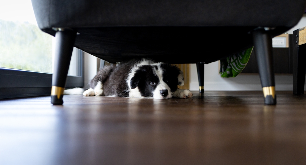 Pet Insurance or Pet Savings Account: Which is Better?