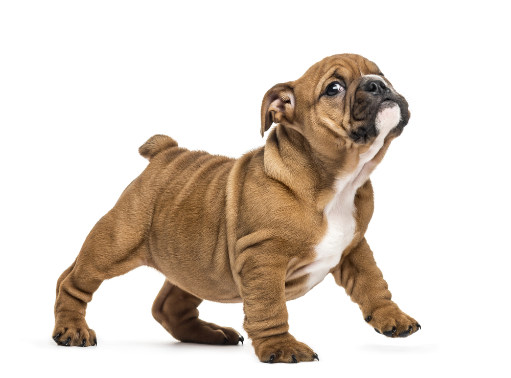 Understanding Pet Insurance and Pre-existing Conditions