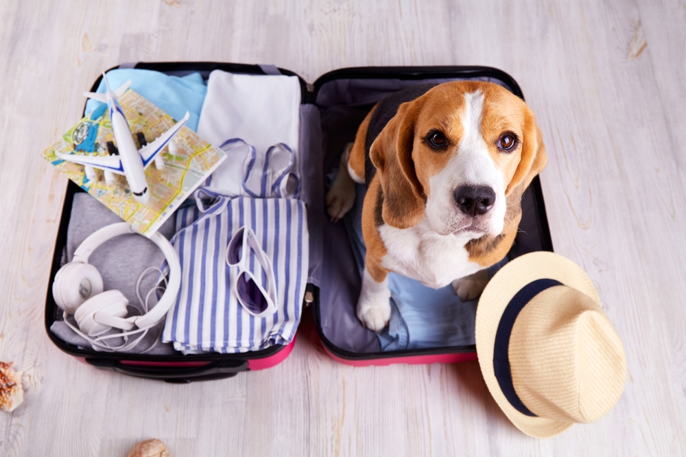 Best Travel Insurance for Pets